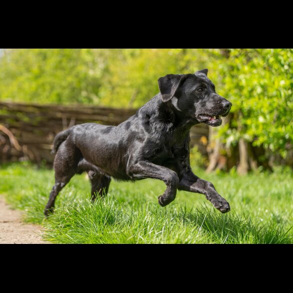 Labrador Retriever