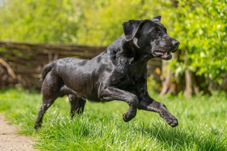 Labrador Retriever