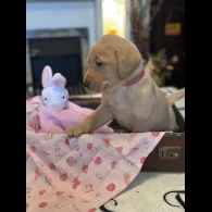 Labrador Retriever - Both