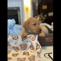 Labrador Retriever - Both