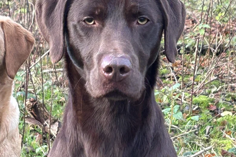 Labrador Retriever