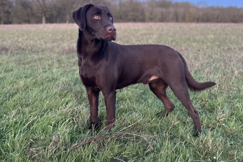 Labrador Retriever