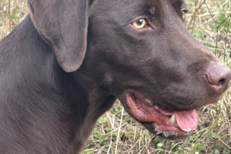 Labrador Retriever