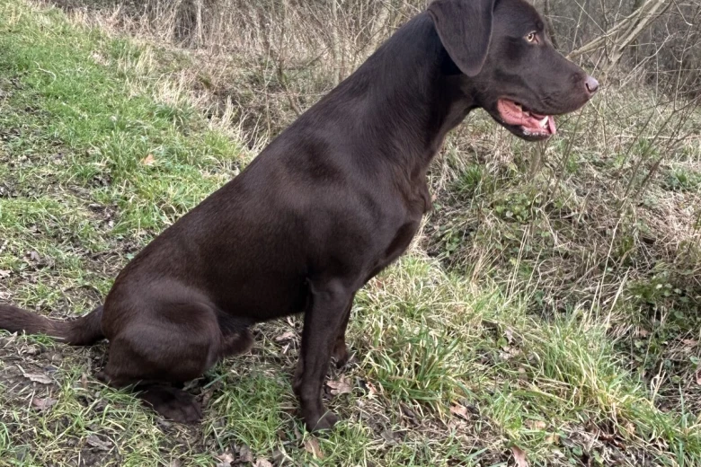 Labrador Retriever