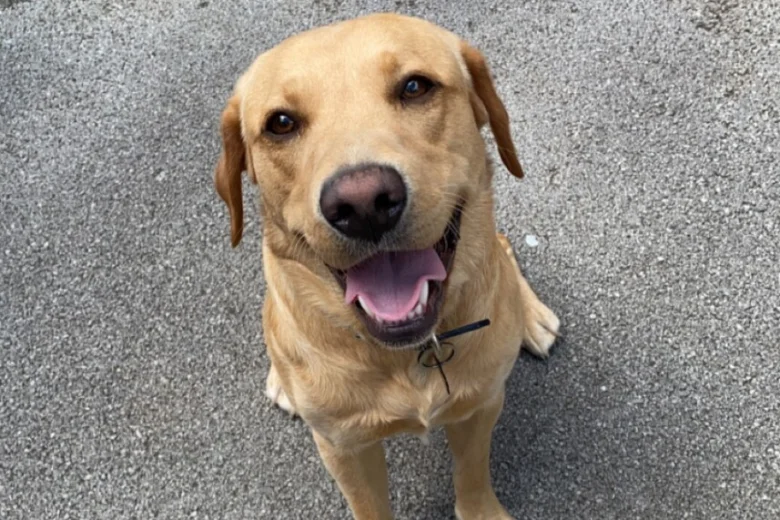 Labrador Retriever