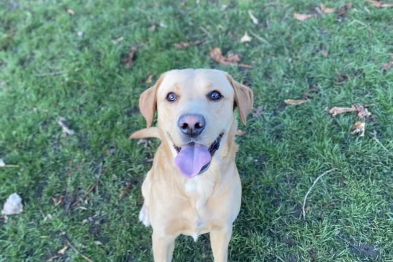 Labrador Retriever