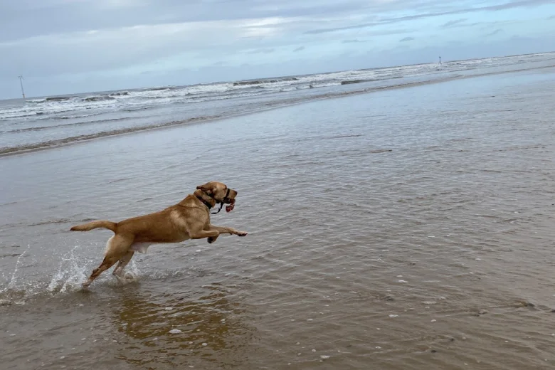 Labrador Retriever
