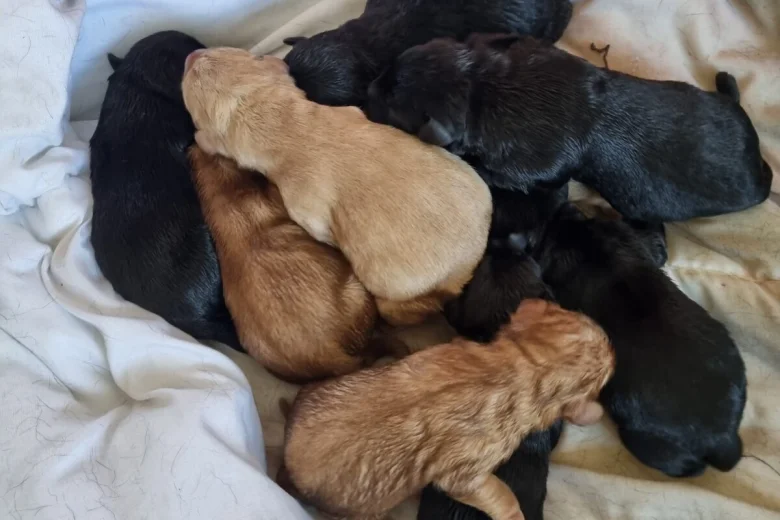 Labrador Retriever