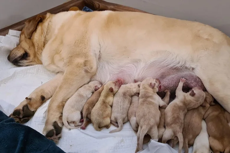 Labrador Retriever