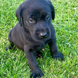 Labrador Retriever - Dogs