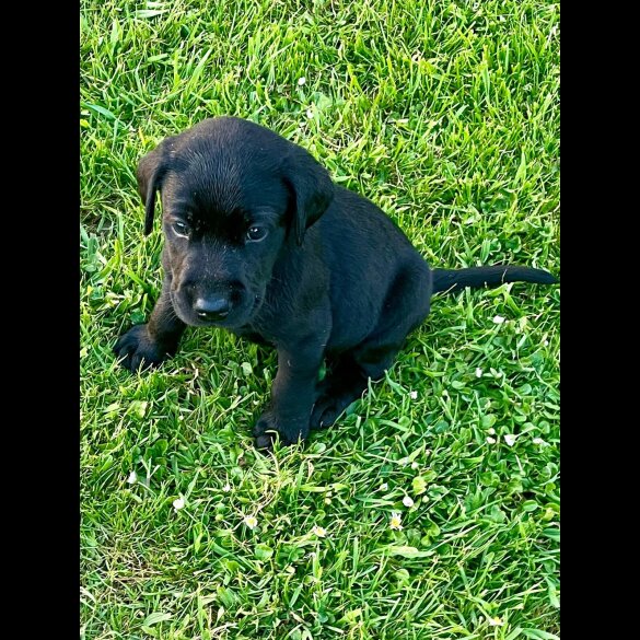 Labrador Retriever - Dogs