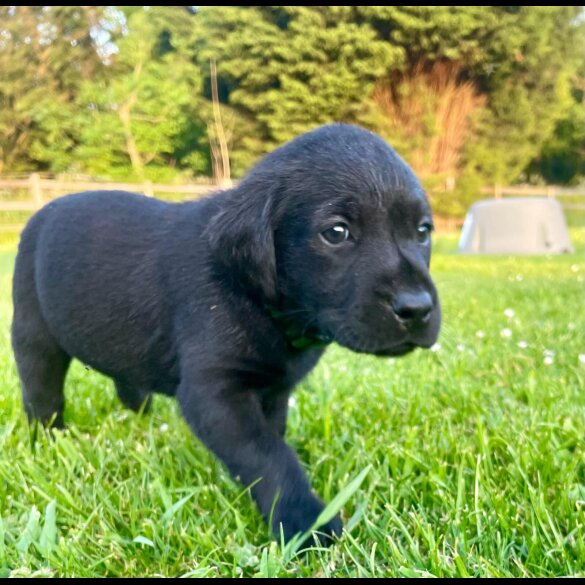 Labrador Retriever - Dogs