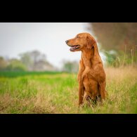 Labrador Retriever - Dogs