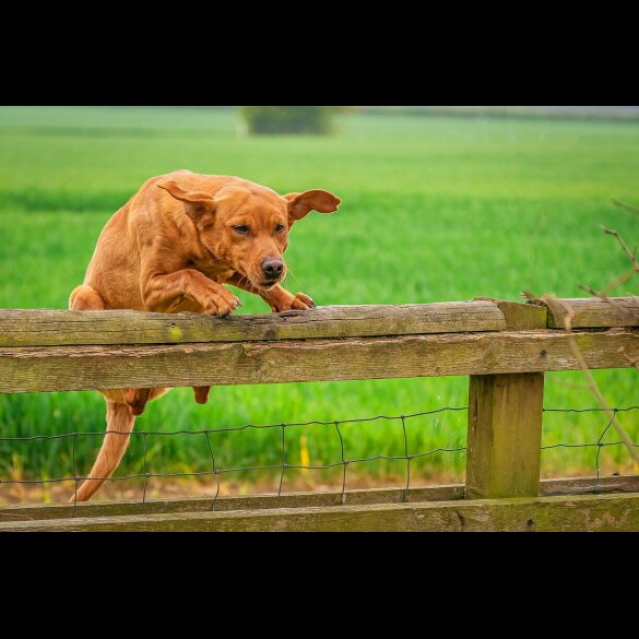 Labrador Retriever - Dogs