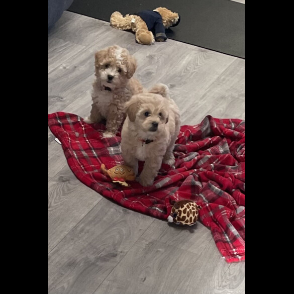 Maltipoo - Both