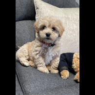 Maltipoo - Both