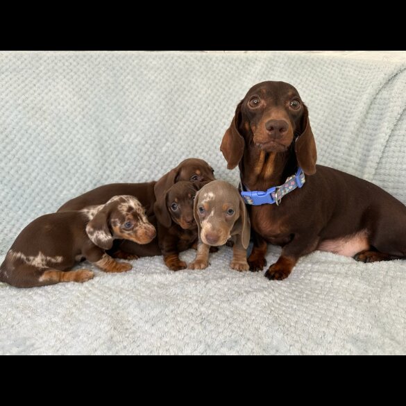 Dachshund (Standard &amp; Miniature) - Both