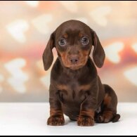 Dachshund (Standard &amp; Miniature) - Both