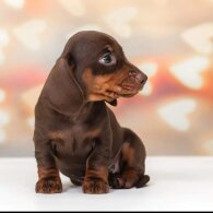 Dachshund (Standard &amp; Miniature) - Both