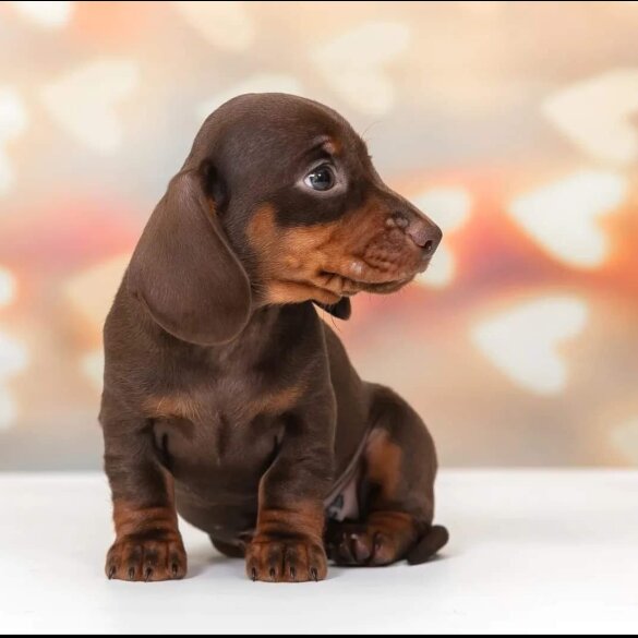 Dachshund (Standard &amp; Miniature) - Both