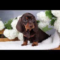 Dachshund (Standard &amp; Miniature) - Both