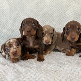 Dachshund (Standard &amp; Miniature) - Both