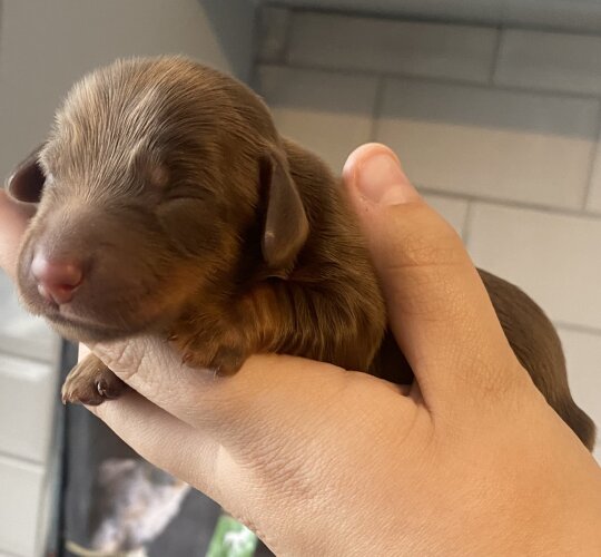 Dachshund (Standard &amp; Miniature)