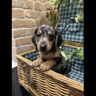 Dachshund (Standard &amp; Miniature) - Both