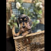 Dachshund (Standard &amp; Miniature) - Both