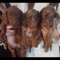 Dachshund (Standard &amp; Miniature) - Dogs