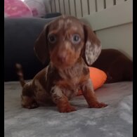 Dachshund (Standard &amp; Miniature) - Dogs