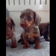 Dachshund (Standard &amp; Miniature) - Dogs