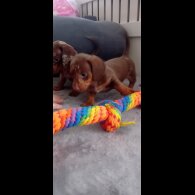 Dachshund (Standard &amp; Miniature) - Dogs