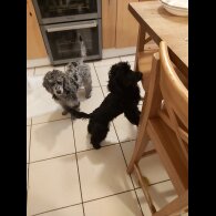 Miniature Poodle - Both