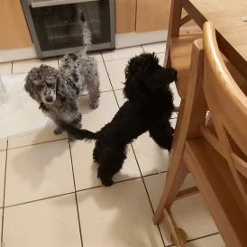 Miniature Poodle - Both