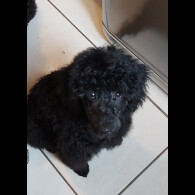 Miniature Poodle - Both