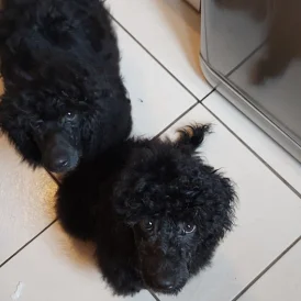 Miniature Poodle - Both