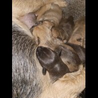 Lakeland Terrier - Both