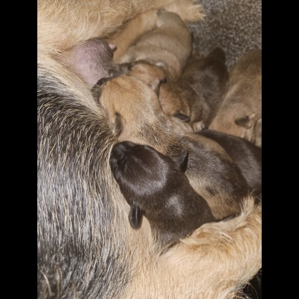 Lakeland Terrier - Both