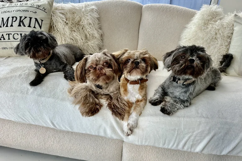 Shih Tzu