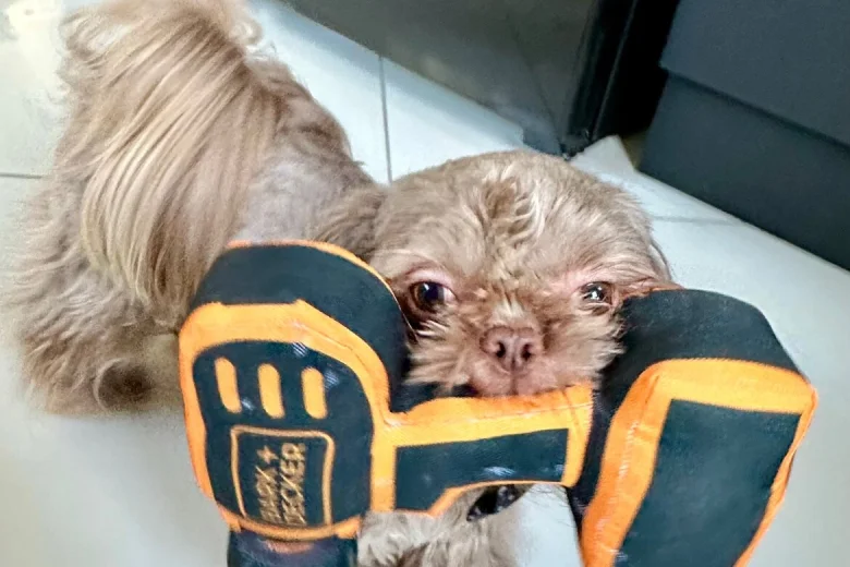 Shih Tzu