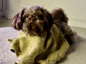 Shih Tzu