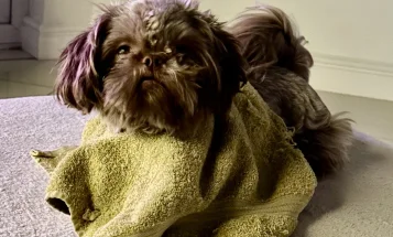 Shih Tzu