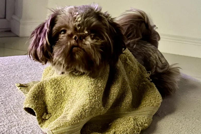 Shih Tzu
