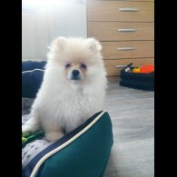 Pomeranian - Both