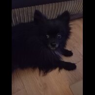 Pomeranian