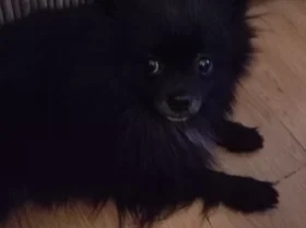 Pomeranian