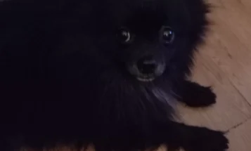 Pomeranian