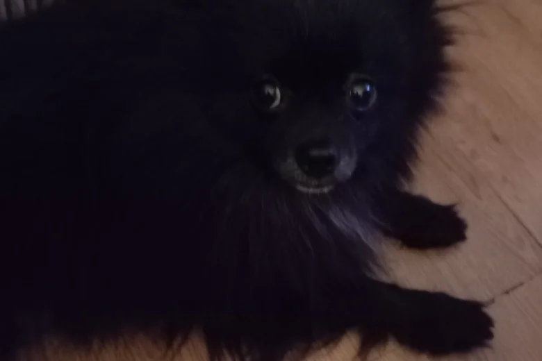 Pomeranian