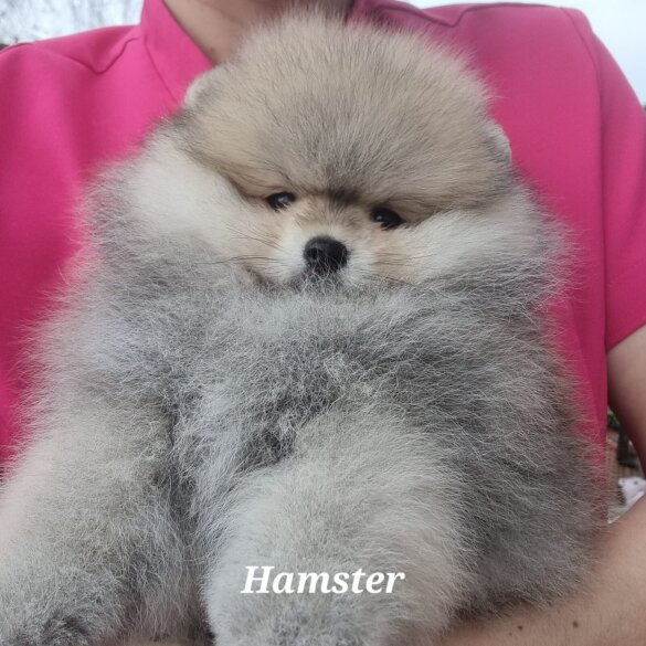 Pomeranian - Both